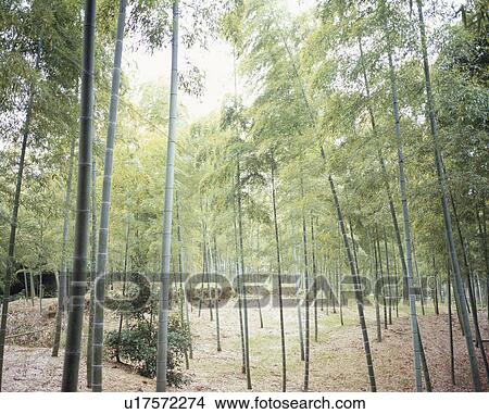 Bamboo Grove View Large Photo Image Picture - Bamboo Grove. Fotosearch