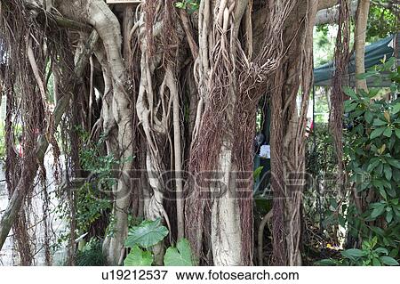 Stock Photo - Banyan Tree, close-up, Okinawa Prefecture, Japan. Fotosearch