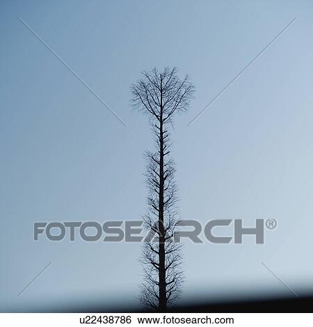 Stock Photograph - Bare Tree. Fotosearch