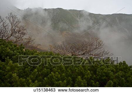 Stock Image - Bare Trees in Mist. Fotosearch