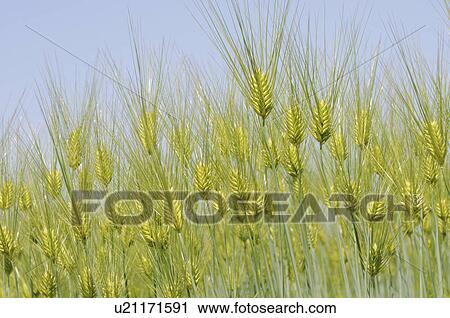 Barley field, Hyogo Prefecture, Honshu, Japan View Large Photo Image Stock Image - Barley field, Hyogo Prefecture, Honshu, Japan. Fotosearch