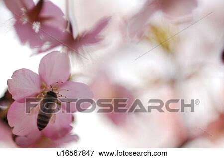 Bee and cherry blossoms, Kanagawa Prefecture, Honshu, Japan View Large Photo Image Stock Photo - Bee and cherry blossoms, Kanagawa Prefecture, Honshu, Japan. Fotosearch