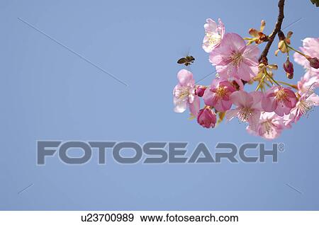 Stock Photo - Bee and cherry blossoms, Kanagawa Prefecture, Honshu, Japan. Fotosearch