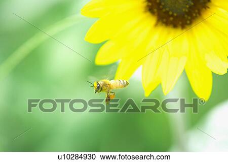 Stock Image - Bee leaving sunflower. Fotosearch
