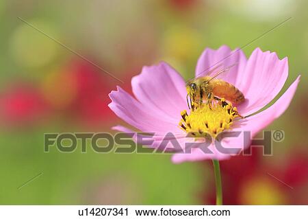 Stock Image - Bee on Cosmos Flower. Fotosearch