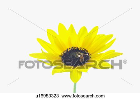 Stock Image - Bee on sunflower. Fotosearch