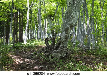 Beech Tree Forest View Large Photo Image Picture - Beech Tree Forest. Fotosearch