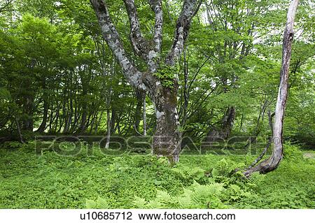 Stock Image - Beech Tree Forest. Fotosearch
