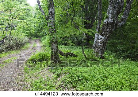 Beech Tree Forest View Large Photo Image Stock Image - Beech Tree Forest. Fotosearch