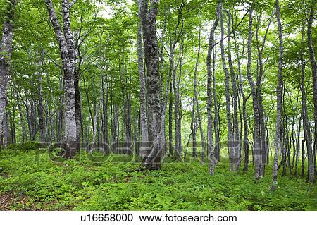 Stock Image - Beech Tree Forest. Fotosearch