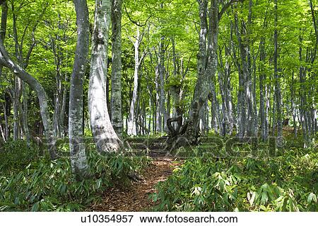 Beech Tree Forest View Large Photo Image Stock Photo - Beech Tree Forest. Fotosearch