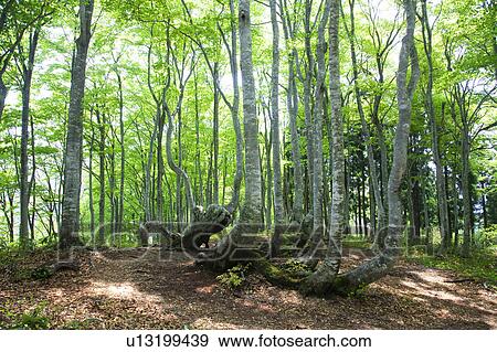 Stock Photo - Beech Tree Forest. Fotosearch