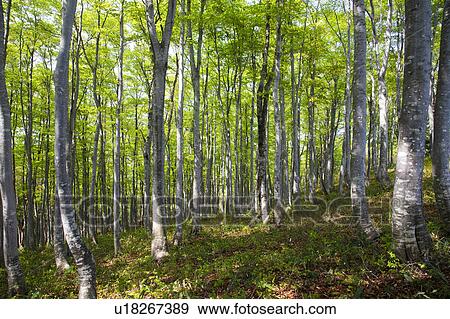 Stock Photo - Beech Tree Forest. Fotosearch