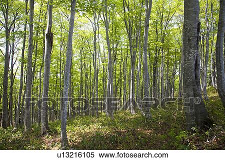 Stock Photography - Beech Tree Forest. Fotosearch