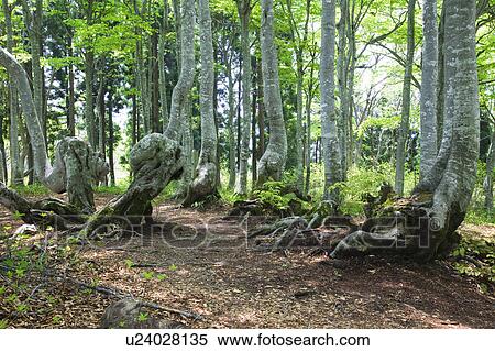 Beech Tree Forest View Large Photo Image Stock Photography - Beech Tree Forest. Fotosearch