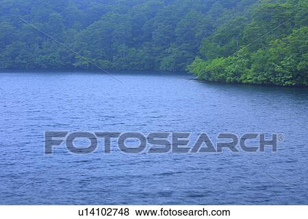 Stock Photo - Beech Trees by Lake. Fotosearch