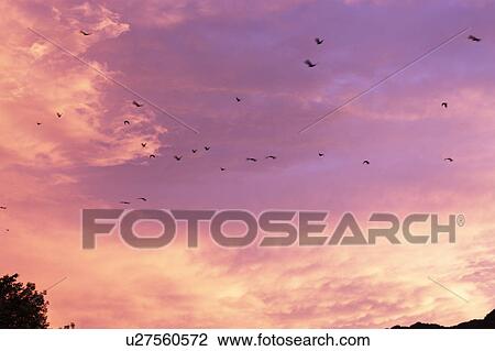 Birds flying at dusk, Gunma Prefecture, Honshu, Japan View Large Photo Image Stock Image - Birds flying at dusk, Gunma Prefecture, Honshu, Japan. Fotosearch