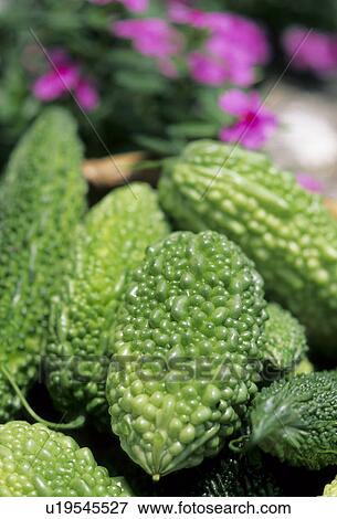 Stock Photo - Bitter melons (Momordica charantia var. pavel). Fotosearch