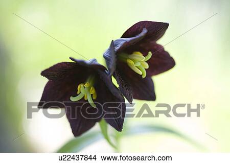 Picture - Black lilies. Fotosearch
