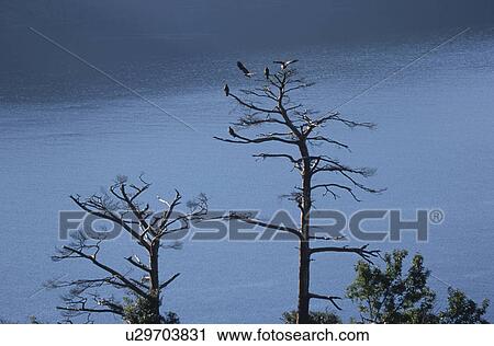 Black-Shouldered Kite perching on pine tree, Shiga Prefecture, Honshu, Japan View Large Photo Image Stock Image - Black-Shouldered Kite perching on pine tree, Shiga Prefecture, Honshu, Japan. Fotosearch