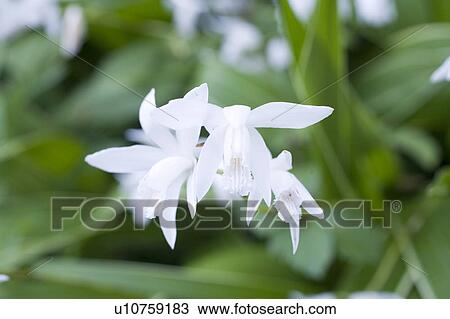 Stock Image - Bletilla striata Reichb. fil.. Fotosearch