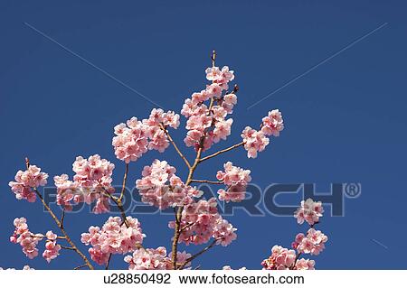 Stock Image - Blooming Cherry Blossom Under Blue Sky. Fotosearch