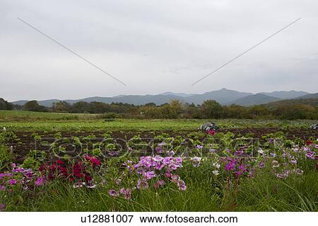 Stock Photo - Blooming Dianthus at the Nobeya Plateau. Fotosearch