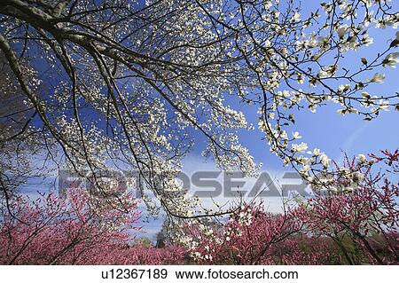 Stock Photo - Blooming Magnolia and Peach Tree. Fotosearch