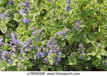 Stock Photograph - Blue Catmint, Okayama Prefecture, Honshu, Japan. Fotosearch