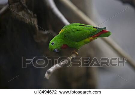 Blue-Crowned Hanging Parrot on Branch View Large Photo Image Stock Image - Blue-Crowned Hanging Parrot on Branch. Fotosearch