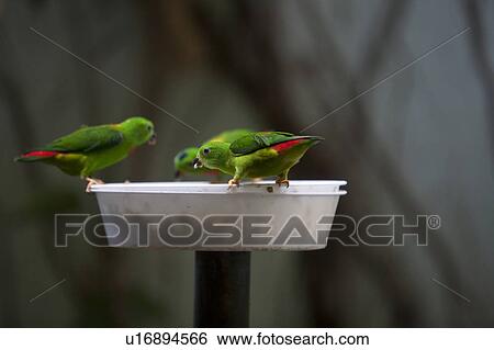 Stock Photograph - Blue-Crowned Hanging Parrots Eating. Fotosearch