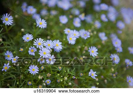 Blue Flowers View Large Photo Image Picture - Blue Flowers. Fotosearch
