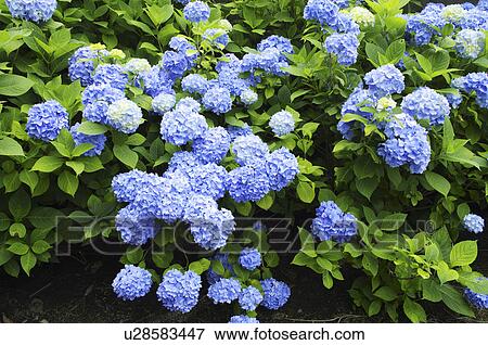 Stock Photo - Blue hydrangea flowers. Fotosearch