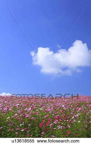 Blue Sky Over Cosmos Flower Field View Large Photo Image Stock Photography - Blue Sky Over Cosmos Flower Field. Fotosearch