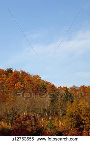 Blue Sky Over Forest in Autumn View Large Photo Image Stock Photography - Blue Sky Over Forest in Autumn. Fotosearch
