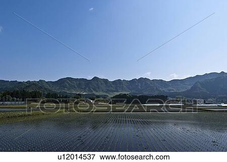 Stock Photo - Blue Sky Over Rice Paddy. Fotosearch
