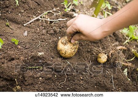 Boy harvesting potato, Kanagawa Prefecture, Honshu, Japan View Large Photo Image Stock Image - Boy harvesting potato, Kanagawa Prefecture, Honshu, Japan. Fotosearch