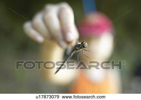 Boy holding dragonfly, close up, differential focus View Large Photo Image Stock Photo - Boy holding dragonfly, close up, differential focus. Fotosearch