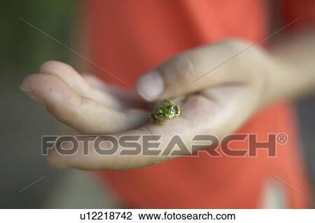 Stock Image - Boy holding frog, close up, differential focus. Fotosearch