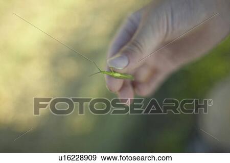 Boy holding insect, close up, differential focus View Large Photo Image Stock Photo - Boy holding insect, close up, differential focus. Fotosearch