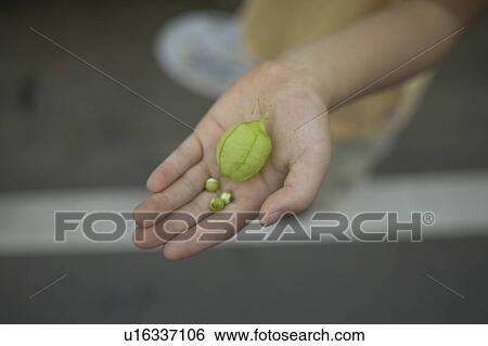 Boy holding peas, close up, differential focus View Large Photo Image Stock Photograph - Boy holding peas, close up, differential focus. Fotosearch