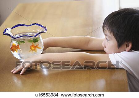 Picture - Boy looking at goldfishes in a fishbowl. Fotosearch