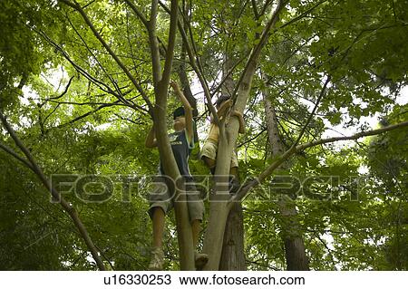Stock Image - Boys climbing tree. Fotosearch