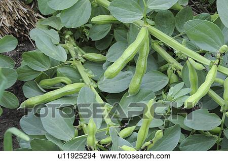 Picture - Broad bean farm, Hyogo Prefecture, Honshu, Japan. Fotosearch