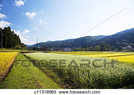 Stock Photography - Buckwheat and rice field, Nagano Prefecture, Honshu, Japan. Fotosearch