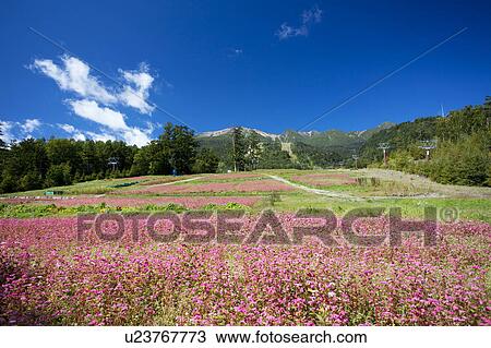Buckwheat field and Mt. Ontake, Nagano Prefecture, Honshu, Japan View Large Photo Image Stock Image - Buckwheat field and Mt. Ontake, Nagano Prefecture, Honshu, Japan. Fotosearch