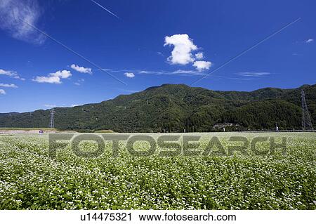 Stock Image - Buckwheat field, Ishikawa Prefecture, Honshu, Japan. Fotosearch
