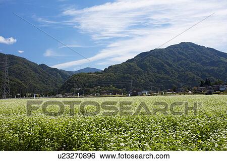 Stock Photograph - Buckwheat field, Ishikawa Prefecture, Honshu, Japan. Fotosearch
