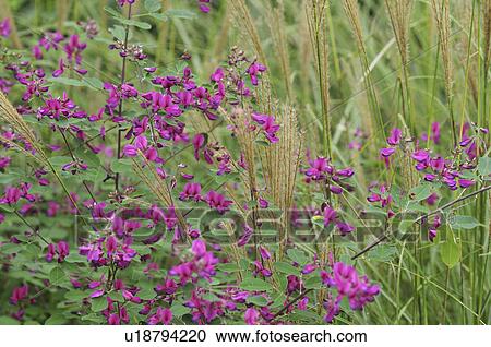 Stock Image - Bush Clover and Japanese Silver Grass in the Field. Fotosearch