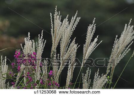 Stock Photo - Bush Clover and Japanese Silver Grass in the Field. Fotosearch